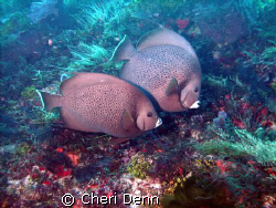 This is one of my favorites.  It was taken with a SeaLife... by Cheri Denn 